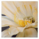 Suche nach kakteen fliesen Blume