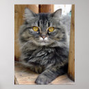 Suche nach sinti und roma poster Tiere