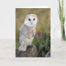 Suche nach barn karten Owl