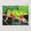 Suche nach suriname postkarten Frosch