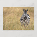 Suche nach masai postkarten Wildtiere