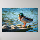 Suche nach stockente poster Erpel