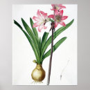Suche nach amaryllis poster Botanisch