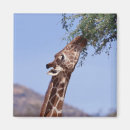 Suche nach retikulierte giraffe Kenia