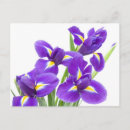 Suche nach gelbe iris postkarten Lila
