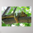 Suche nach eichhörnchen baum poster Natur