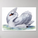 Suche nach weißer schwan poster Geflügel