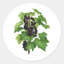 Suche nach schwarze johannisbeere aufkleber Obst