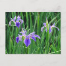 Suche nach lila iris postkarten Foto