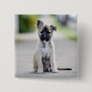 Suche nach hirten buttons Welpe