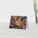 Suche nach peruanische karten Alstroemeria