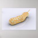 Suche nach bacteria poster Gram negative bacteria