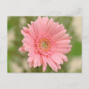 Suche nach gerbera postkarten Rosa