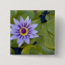 Suche nach wasserlilien buttons Botanisch