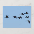 Suche nach gänse postkarten Blau
