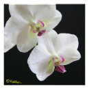 Suche nach mit orchideen poster Blumen