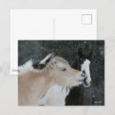 Suche nach ponys postkarten Tier