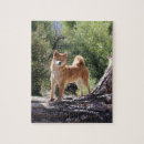Suche nach shiba puzzle Inu