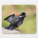 Suche nach winged mousepads Vogelbeobachtung