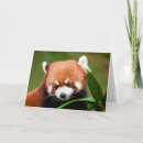 Suche nach roter panda alle karten Niedliche tiere