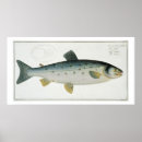 Suche nach salmo poster Andreas ludwig