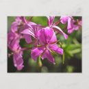 Suche nach geranium postkarten Geranie