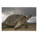 Suche nach tierthema poster Wildtiere