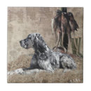 Suche nach englisch fliesen Englischer setter