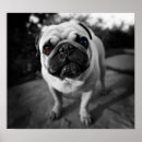 Suche nach handsome poster Hund
