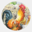 Suche nach brahma huhn Hahn