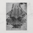 Suche nach amerikanischer alligator postkarten Tiere