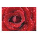 Suche nach tautropfen poster Blume