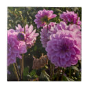 Suche nach dahlie blume fliesen Farbenfroh
