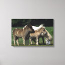 Suche nach fohlen poster leinwandbilder Miniatur