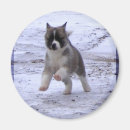 Suche nach akita magnete Hündchen