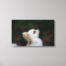 Suche nach chihuahua leinwandbilder Kopfschuss