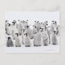 Suche nach gruppe postkarten Tierwelt