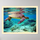 Suche nach chelonia poster Meer