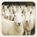 Suche nach lamm untersetzer Zuchttier