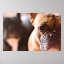 Suche nach bulldoggen poster Frenchie