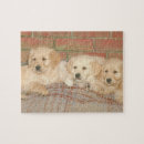 Suche nach golden retriever puzzle Welpen