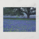 Suche nach war bonnet poster Natur