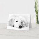 Suche nach saluki karten Hund