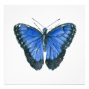 Suche nach blauer morpho schmetterling poster Tropisch