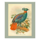 Suche nach vintage vögel poster Hübsch