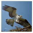 Suche nach raubvögel fliesen Blau