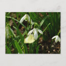 Suche nach schneefallen postkarten Galanthus