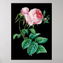 Suche nach hütten rose kunst Botanisch