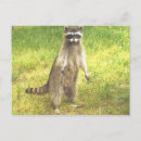 Suche nach bandit postkarten Tier