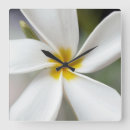 Suche nach frangipani wanduhren Blume